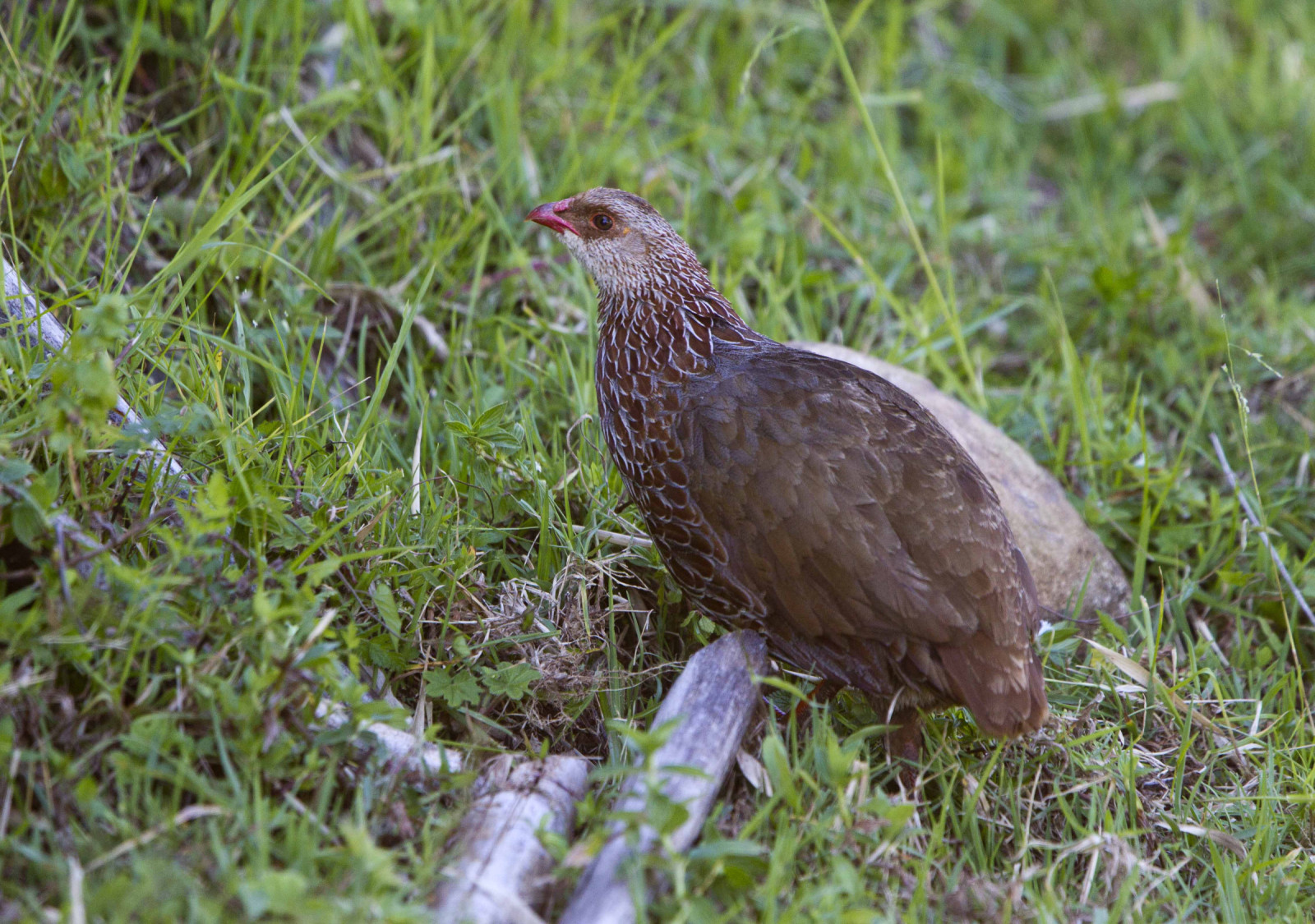 image Jackson's Spurfowl